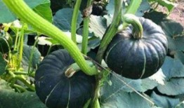 安徽网红八卦吃瓜是真的吗,吃瓜真相大起底